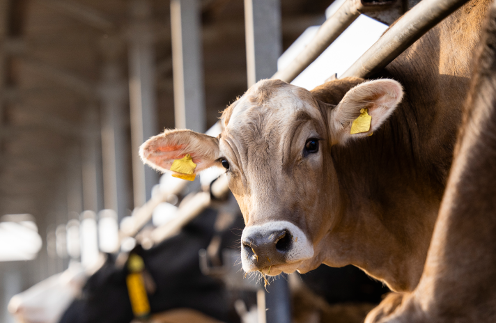 Medicamentos de uso animal y animales de producción